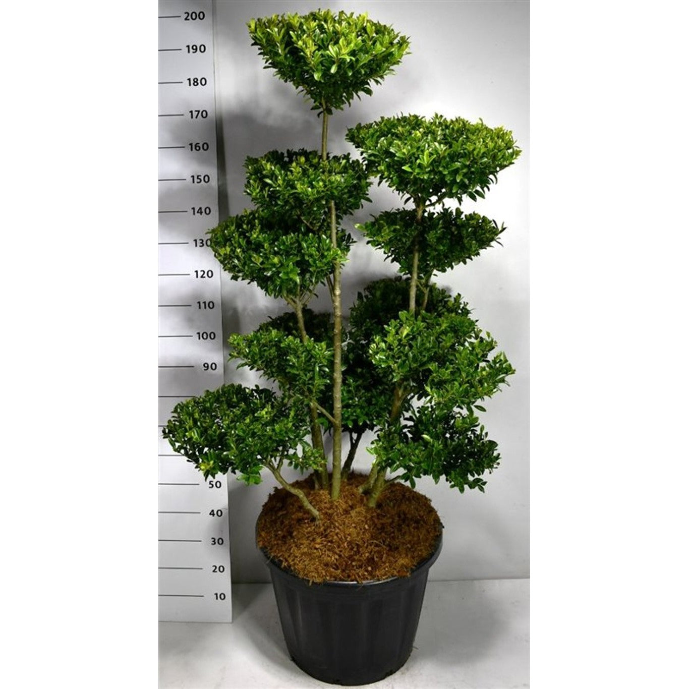 Järnek – Ilex maximowicziana kanehirae - 125-150 CM Bonsai Cont.